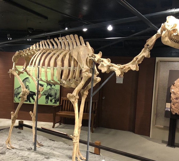 Raymond M. Alf Museum of Paleontology (Claremont,&nbspCA)